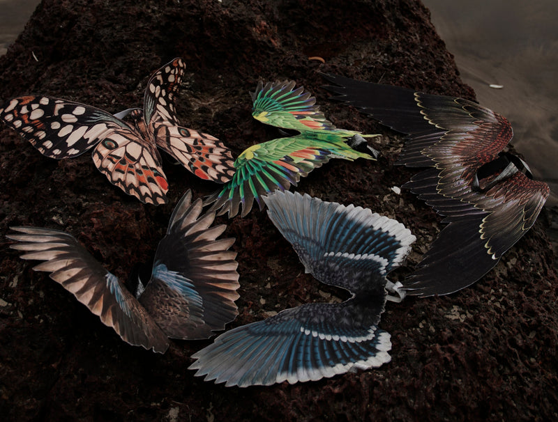 Wings