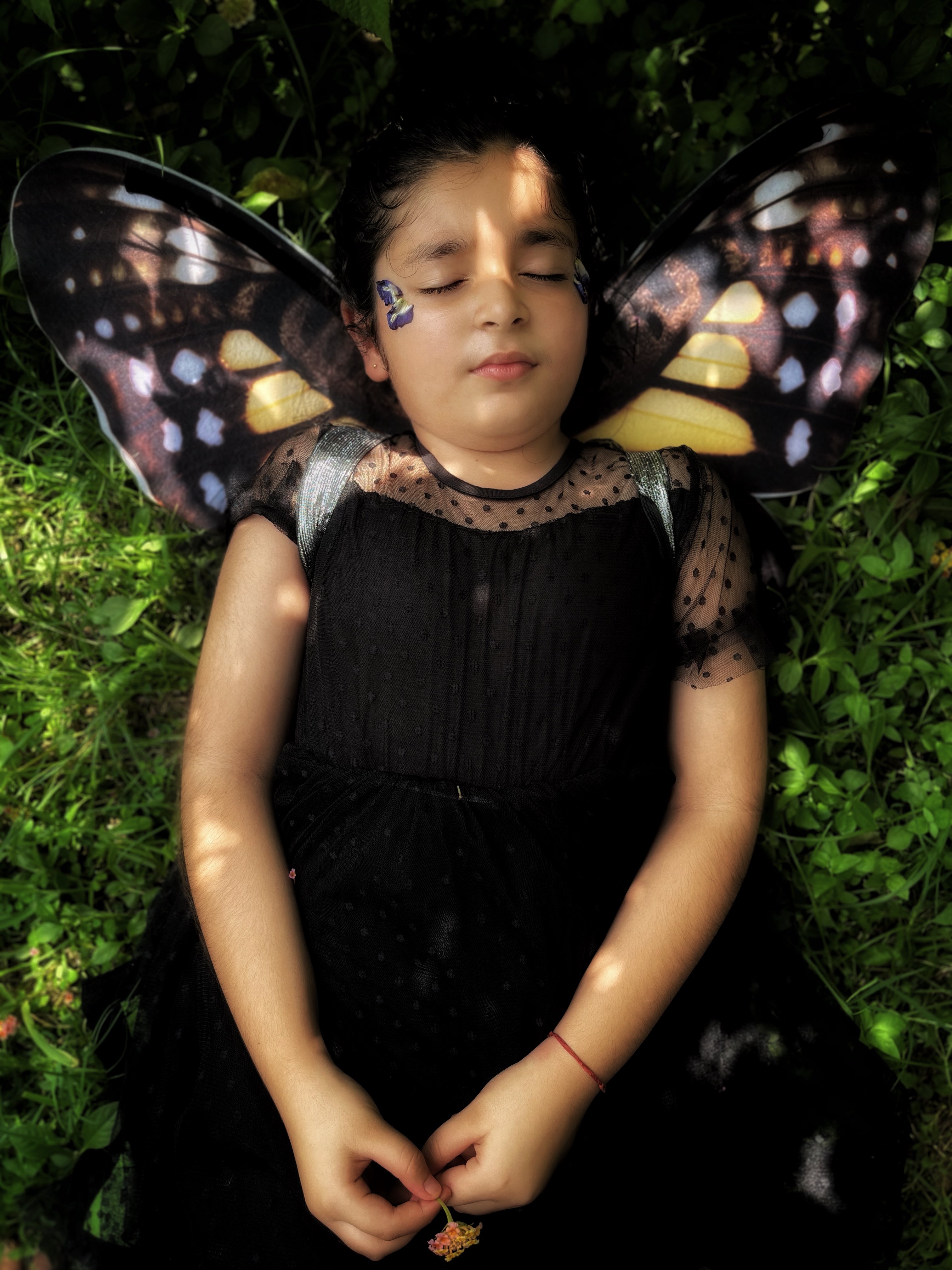 Monarch Butterfly Wings