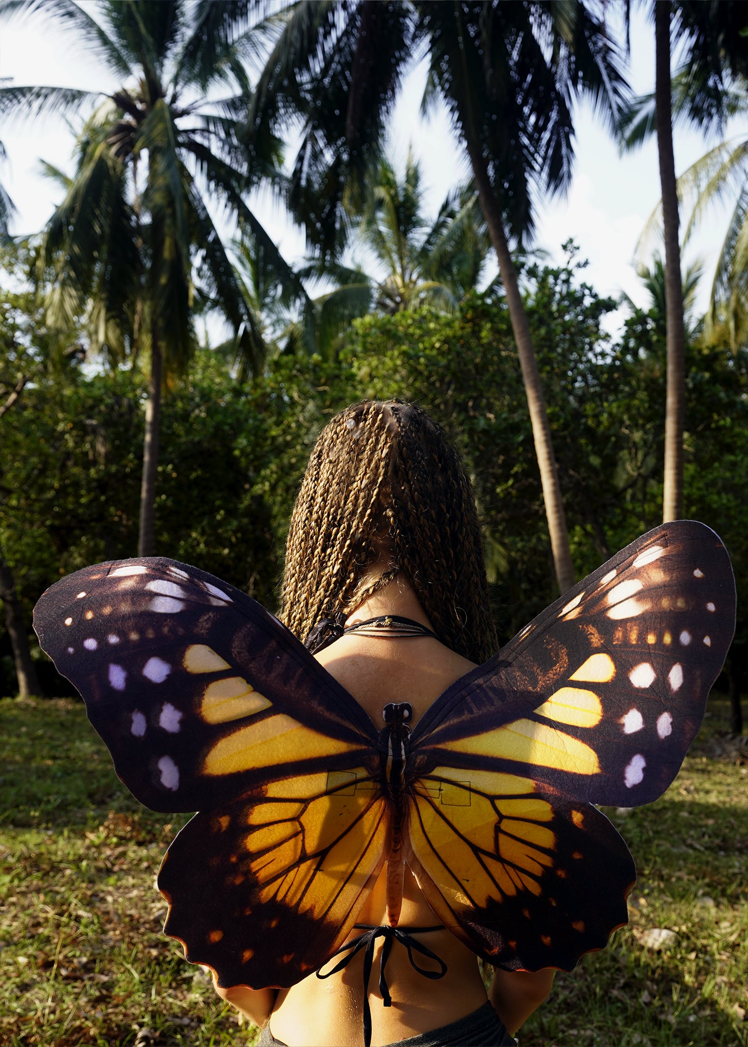 Monarch Butterfly Wings